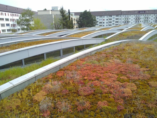 grünes Dach Tramdepot Basel